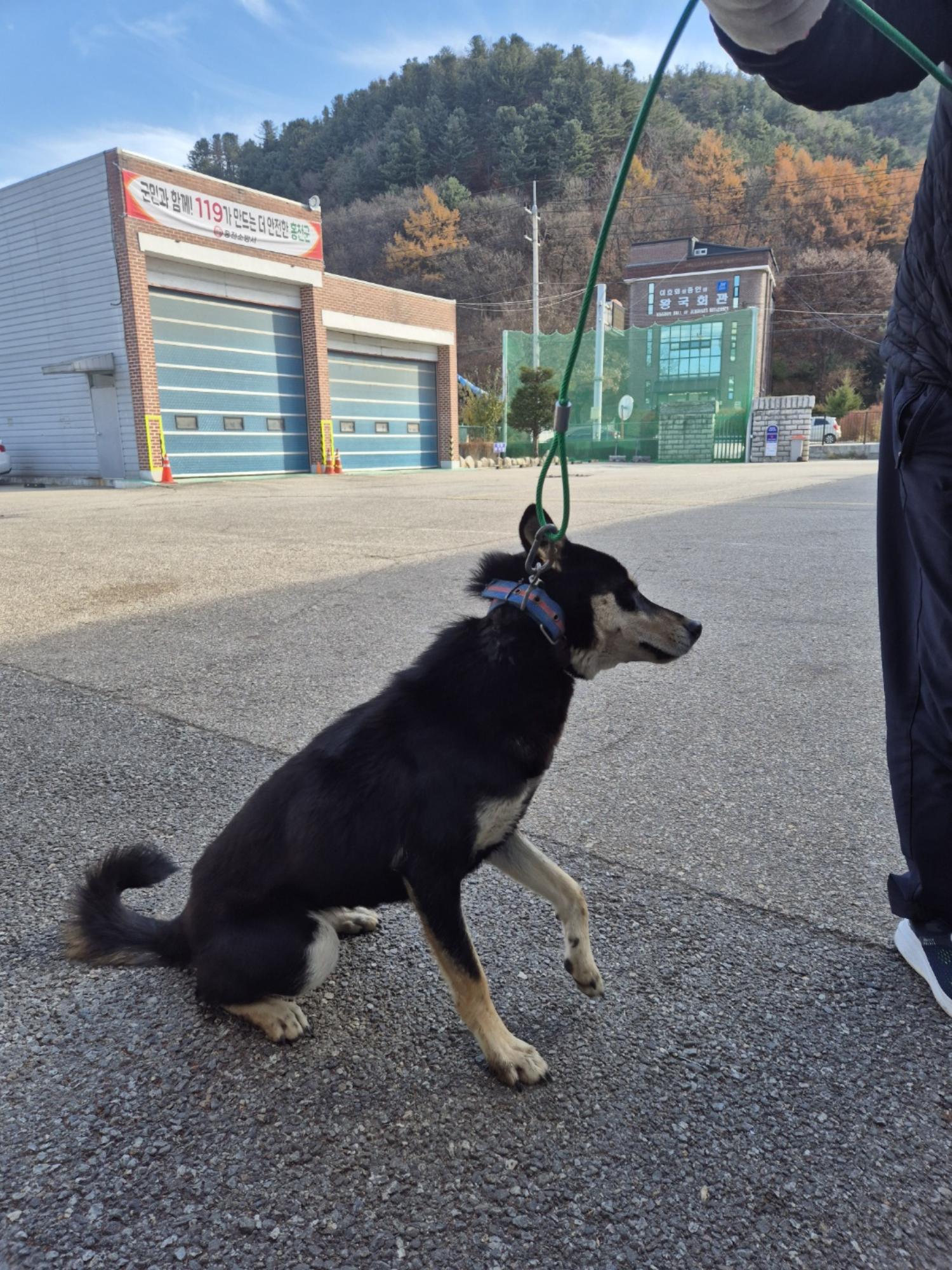 홍천군유기동물보호소_442425202400543